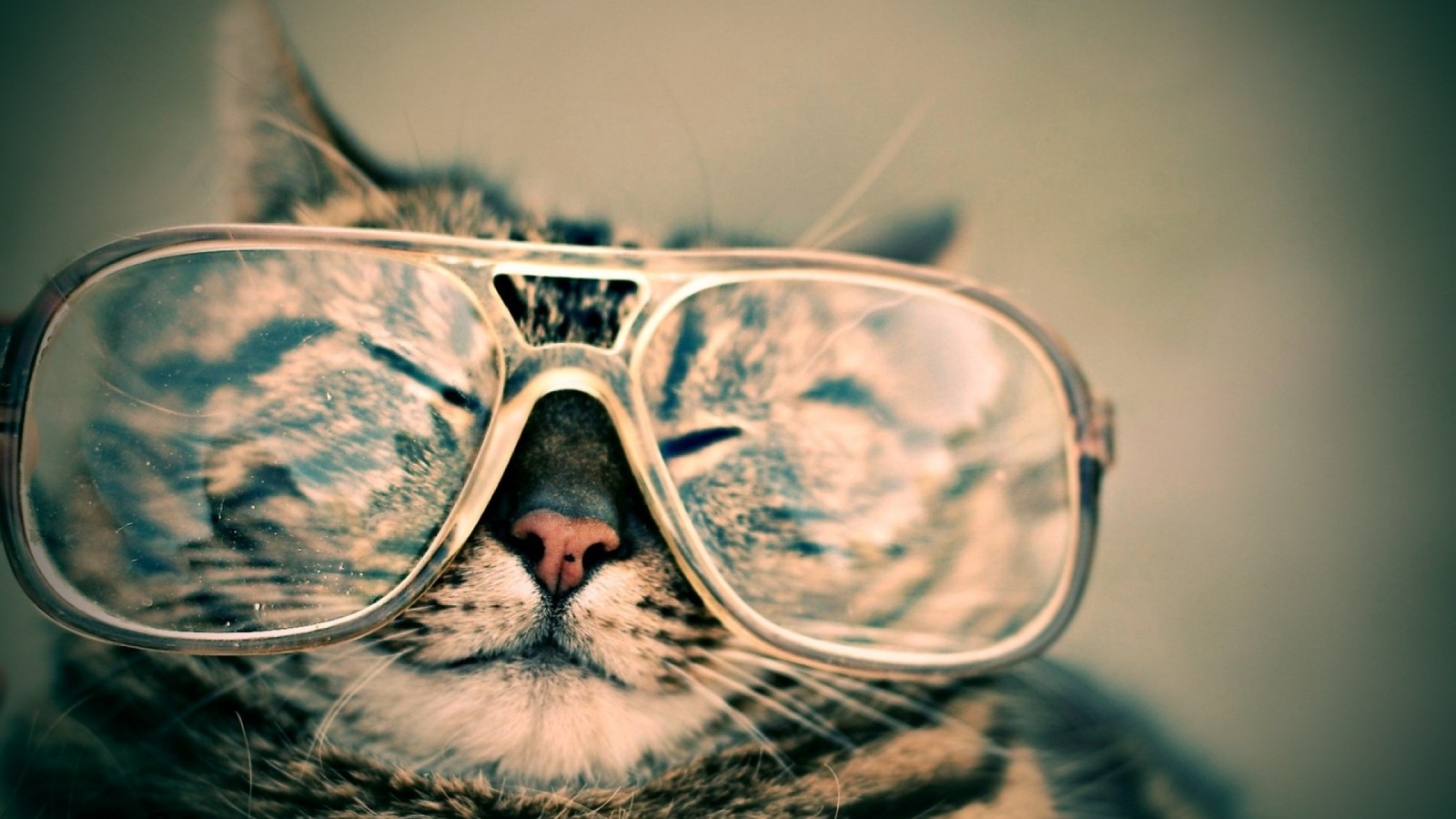 Glad katt med solglasögon